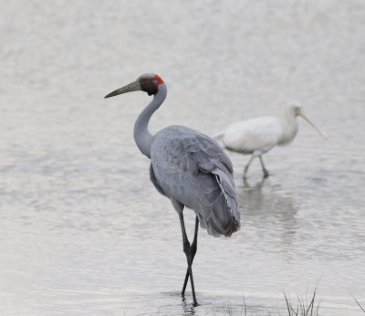 Brolga (Grus rubicunda)