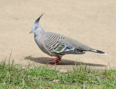 Crested Pigeon (Ocyphaps lophotes)