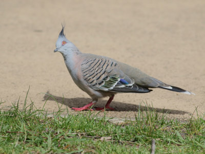 Crested Pigeon (Ocyphaps lophotes)