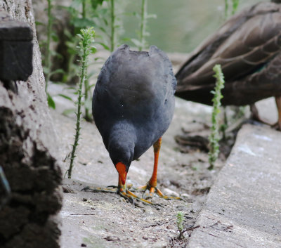 Dusky Moorhen (Gallinula tenebrosa)