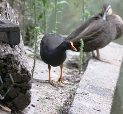 Dusky Moorhen (Gallinula tenebrosa)