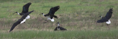 Straw-necked Ibis (Threskiornis spinicollis)