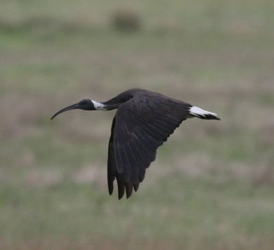 Straw-necked Ibis (Threskiornis spinicollis)