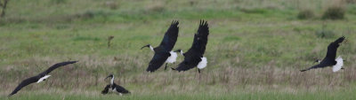 Straw-necked Ibis (Threskiornis spinicollis)