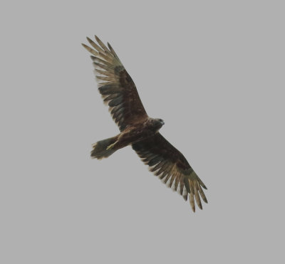 Swamp Harrier (Circus approximans)