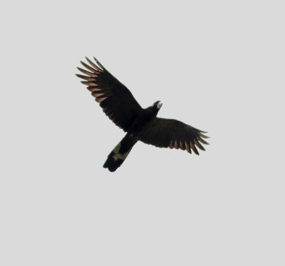 Yellow-tailed black-cockatoo (Calyptorhynchus funereus)