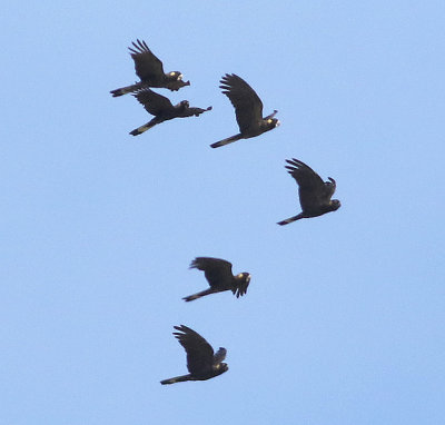Yellow-tailed black-cockatoo (Calyptorhynchus funereus)