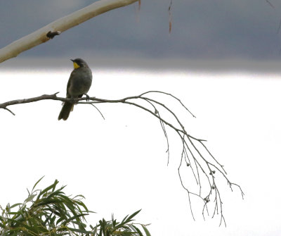 Yellow-throated Honeyeater