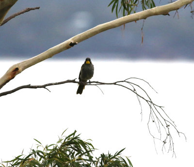 Yellow-throated Honeyeater