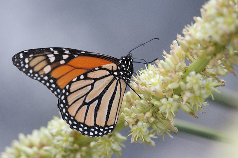 700_9325F monarchvlinder (Danaus plexippus, monarch butterfly).jpg