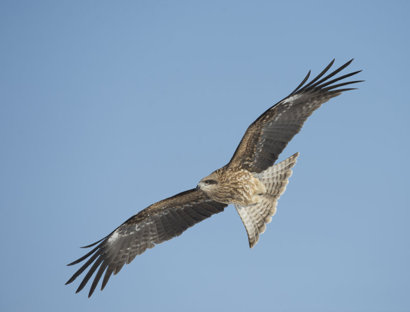 D40_6022F oostelijke zwarte wouw (Milvus migrans lineatus, Black-eared kite).jpg