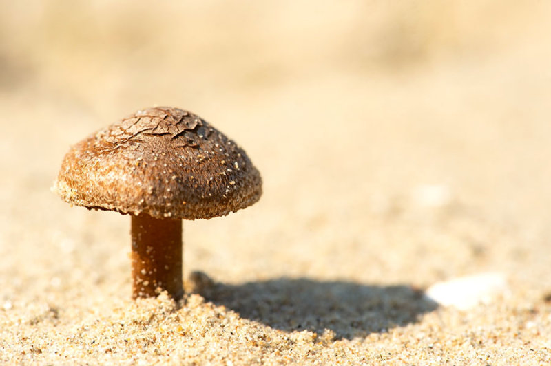 D4_0220F duinfranjehoed (Psathyrella ammophila, Dune brittlestem) .jpg