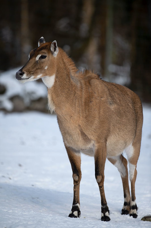 2019 Zoo/Wildnis Park Zurich Zwitserland