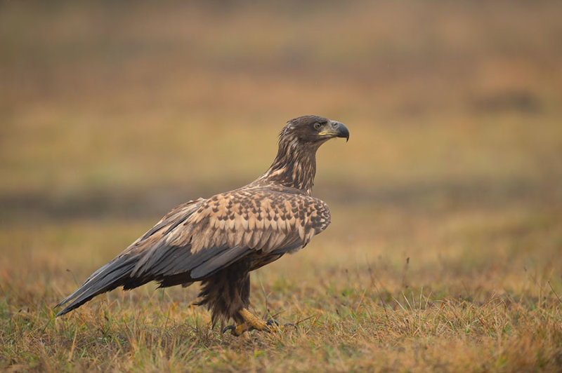 D4S_0801F zeearend (Haliaeetus albicilla, White-tailed sea eagle).jpg