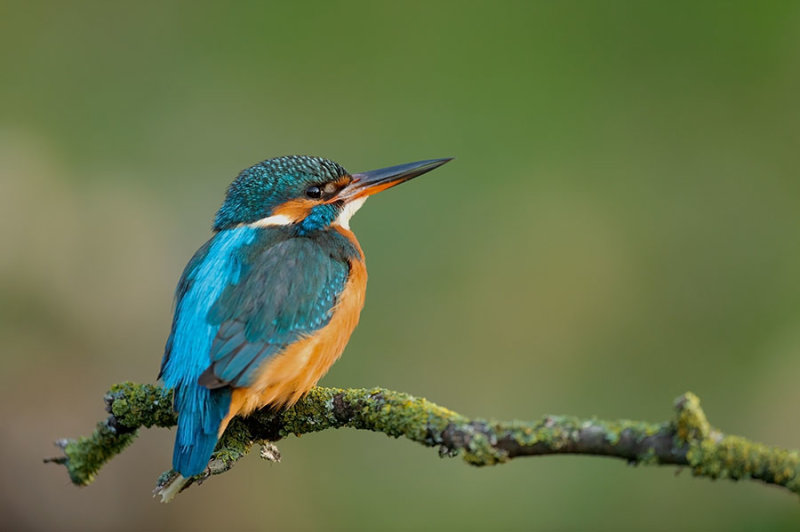 D4S_8136F ijsvogel (Alcedo atthis, Kingfisher).jpg