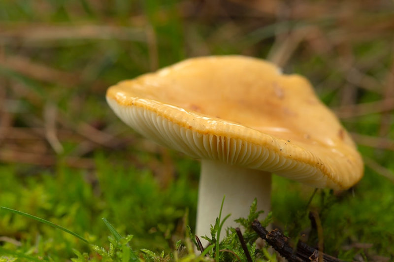 D4S_4075F geelwitte russula (Russula ochroleuca, Common Yellow Russula).jpg