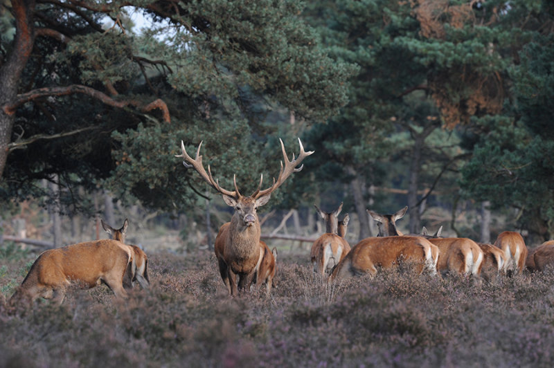 DSC_1036 edelhert (Cervus elaphus, Red deer).jpg