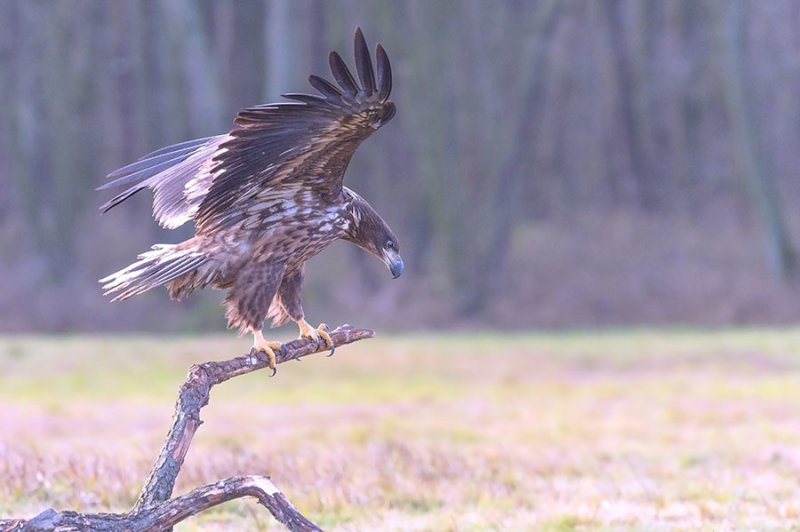 D4S_6966F zeearend (Haliaeetus albicilla, White-tailed sea eagle).jpg