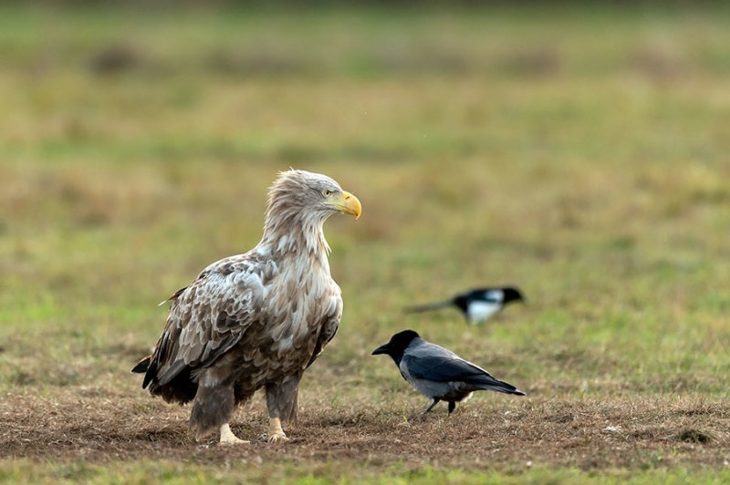 D4S_7608F zeearend (Haliaeetus albicilla, White-tailed sea eagle).jpg