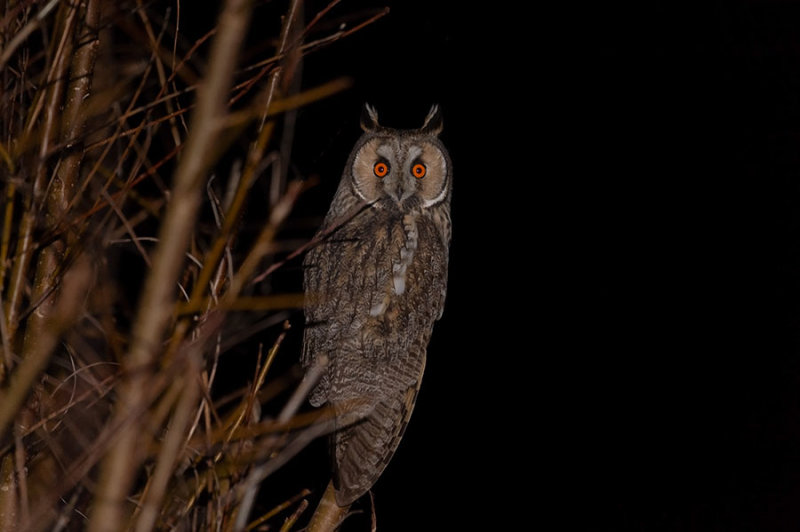 Ransuil (Asio otus, Long-Eared Owl)