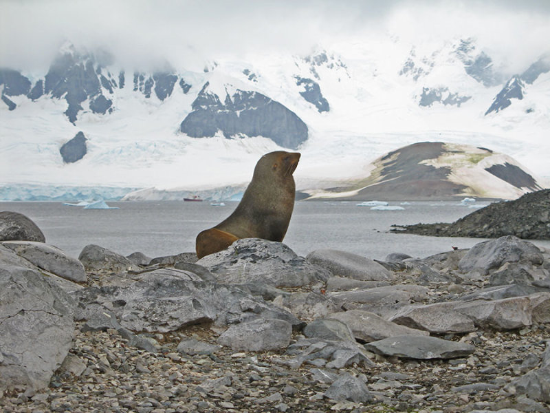 IMG_0339F kerguelenzeebeer (Arctocephalus gazella, Antarctic fur seal).jpg