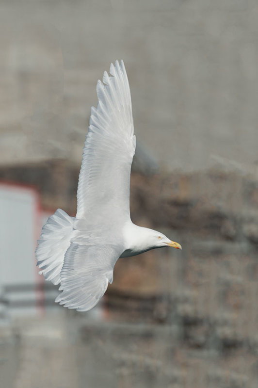 D4S_8559F grote burgemeester (Larus hyperboreus, Glaucous gull).jpg