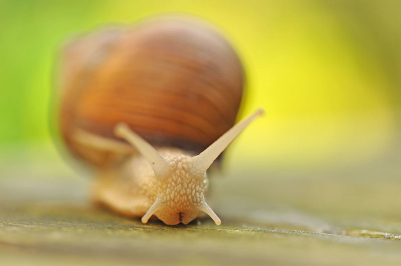 700_7266F wijngaardslak (Helix pomatia, Burgundy Snail).jpg