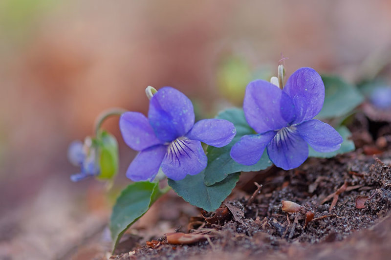 D4S_3860F bosviooltje (Viola riviniana, Common dog-violet) of bleeksporig bosviooltje.jpg