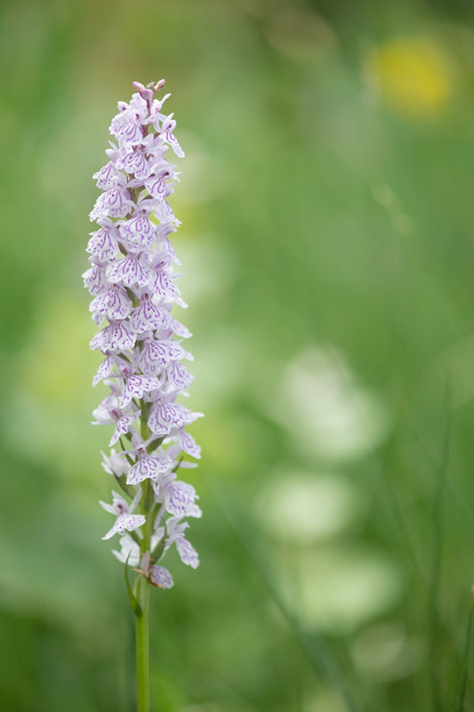 ND5_1857F gevlekte orchis (Dactylorhiza maculata subsp. maculata).jpg