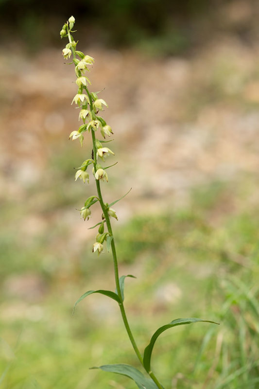 ND5_7887F geelgroene wespenorchis (Epipactis muelleri).jpg