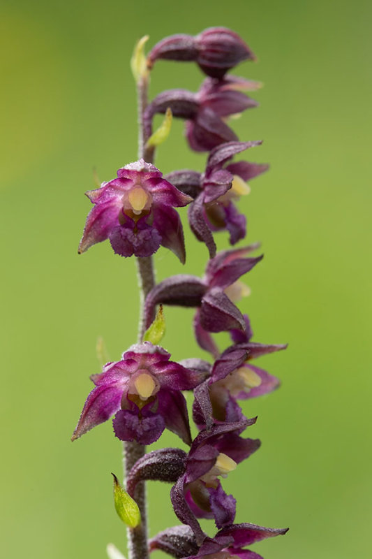 ND5_6341F bruinrode wespenorchis (Epipactis atrorubens, Dark-red helleborine or Royal helleborine).jpg