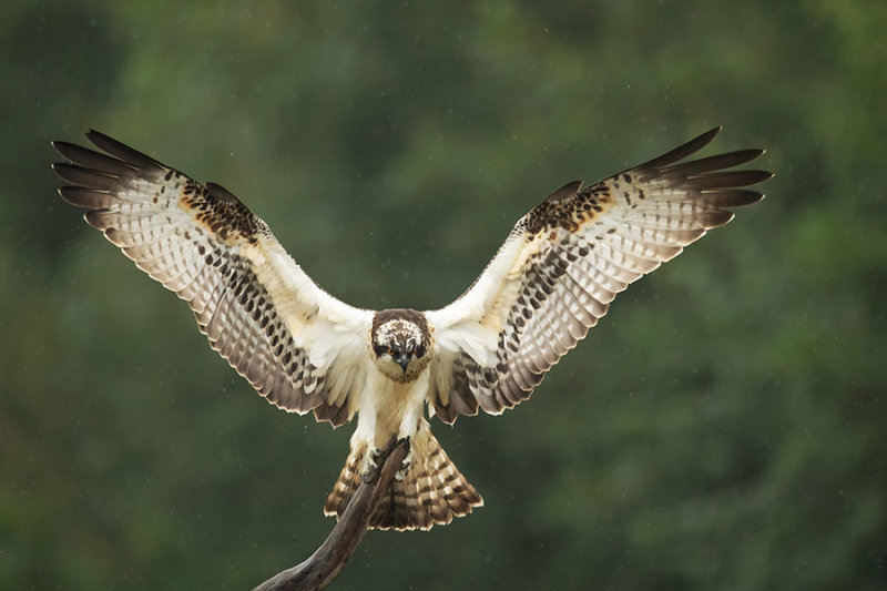ND5_3131G visarend (Pandion haliaetus, Western osprey).jpg