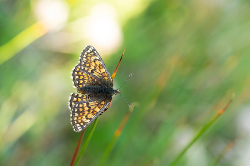 D4S_2533F alpenparelmoervlinder (Melitaea varia, Grisons fritillary).jpg