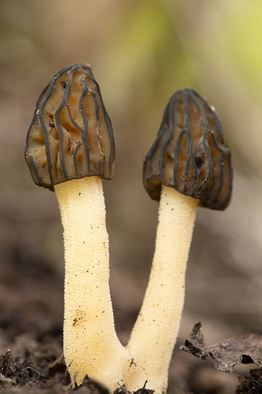 ND5_4698F kapjesmorielje (Morchella semilibera, Half-free morel).jpg