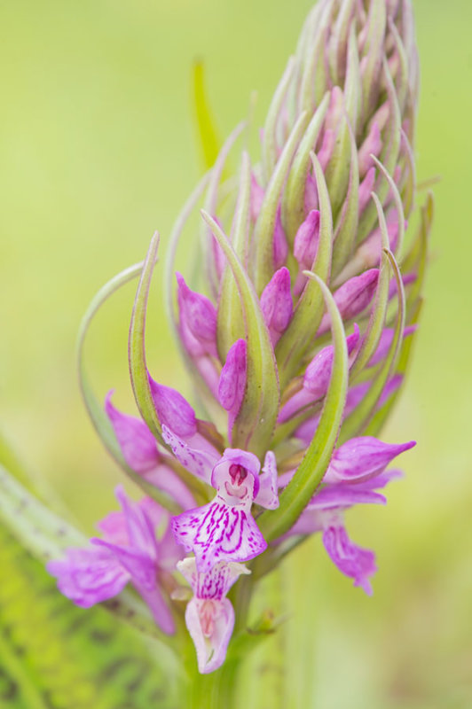 D4S_6434F rietorchis (Dactylorhiza majalis subsp. praetermissa, Southern marsh orchid).jpg