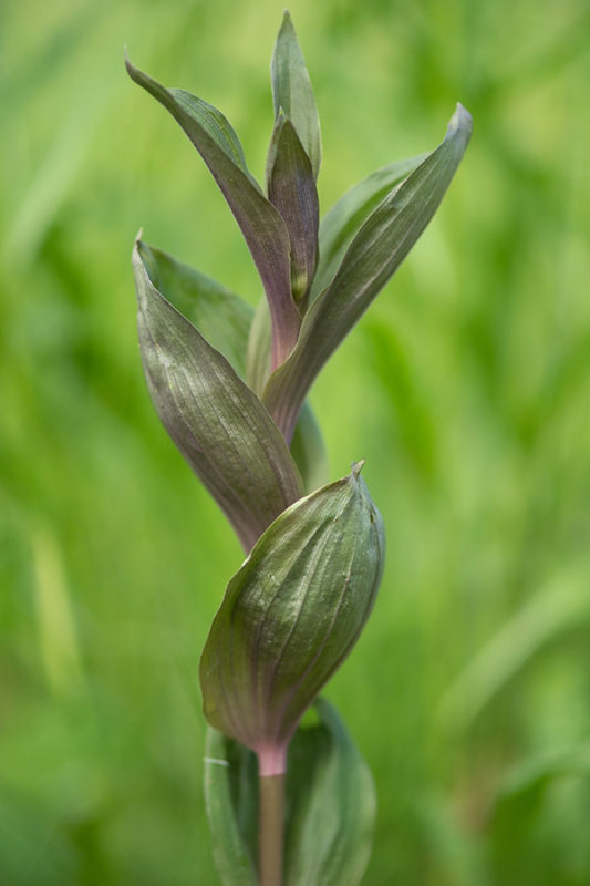 ND5_1613F brede wespenorchis (Epipactis helleborine, Broad-leaved helleborine).jpg