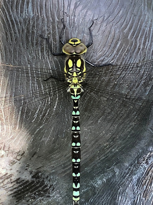 IMG_7706F blauwe glazenmaker(Aeshna cyanea, Southern hawker).jpg