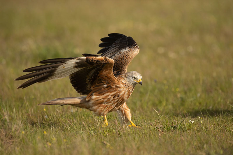 ND5_5139F rode wouw (Milvus milvus, Red Kite).jpg