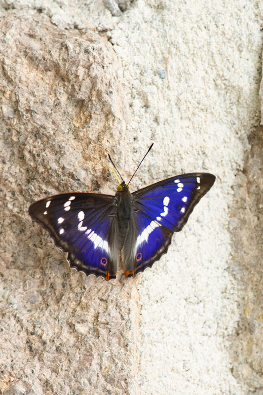 ND5_8406F grote weerschijnvlinder (Apatura iris, Purple emperor male).jpg