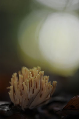 DSC_0829 rechte koraalzwam (Ramaria stricta, Strict-branch coral).jpg