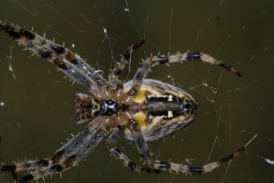 DSC05602 kruisspin(Araneus diadematus, European Garden Spider) onderkant.jpg