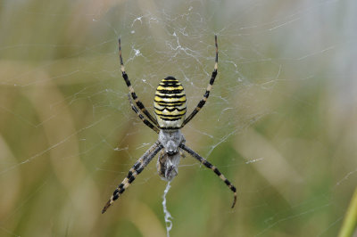 DSC_3367 tijgerspin (Argiope bruennichi, Wasp Spider).jpg