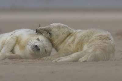 DSC09756F grijze zeehond (Halichoerus grypus, Grey Seal).jpg