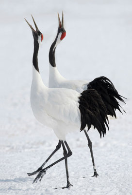 D40_2568F Japanse kraanvogel (Grus japonensis, Red-crowned crane).jpg