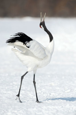 D40_2401F Japanse kraanvogel (Grus japonensis, Red-crowned crane).jpg