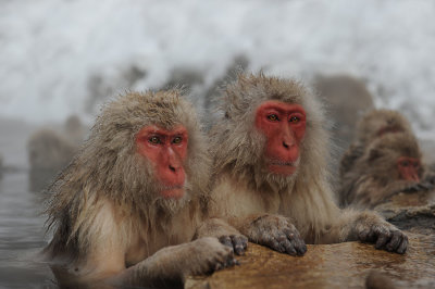700_4945F Japanse makaak (Macaca fuscata, Japanese macaques).jpg