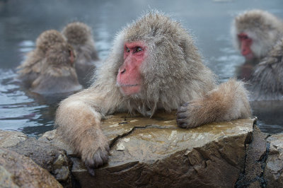 D4_2577F Japanse makaak (Macaca fuscata, Japanese macaques).jpg