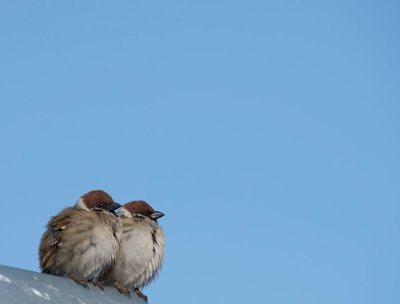 D40_0868F Japanse ringmus (Passer montanus, Japanese tree sparrow).jpg