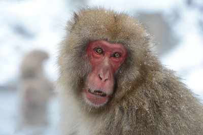 D4_3735F Japanse makaak (Macaca fuscata, Japanese macaques).jpg