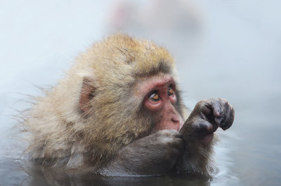 D40_3111F Japanse makaak (Macaca fuscata, Japanese macaques).jpg